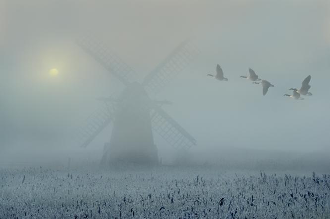 Geese at Herringfleet Mill - Andrew Bailey