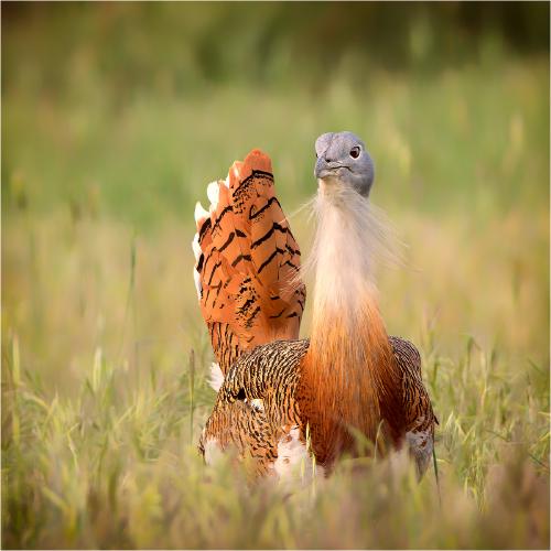 Great Bustard in breeding plumage - Derek Howes