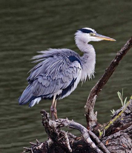 Grey Heron - Clare Carter