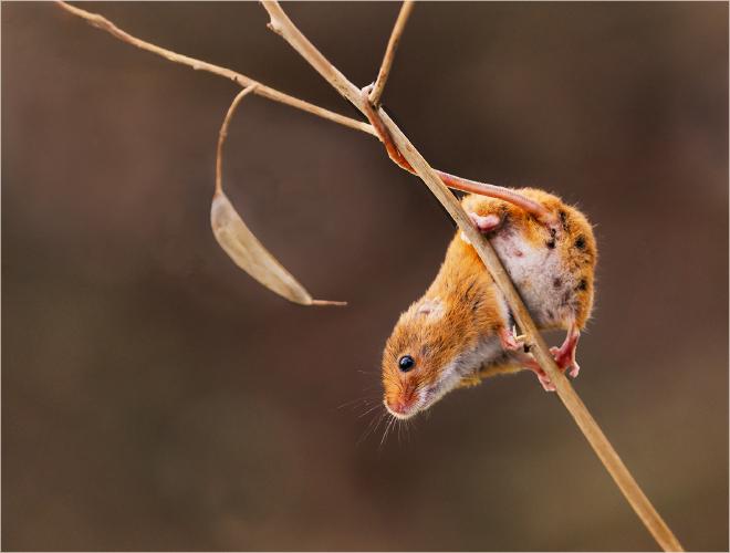 Grip and grace - Eddie Campbell