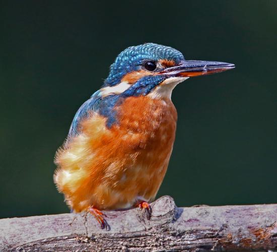 Kingfisher - Dene Carter
