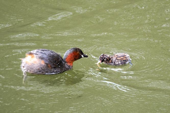 Little Grebe - Shaun Hykel