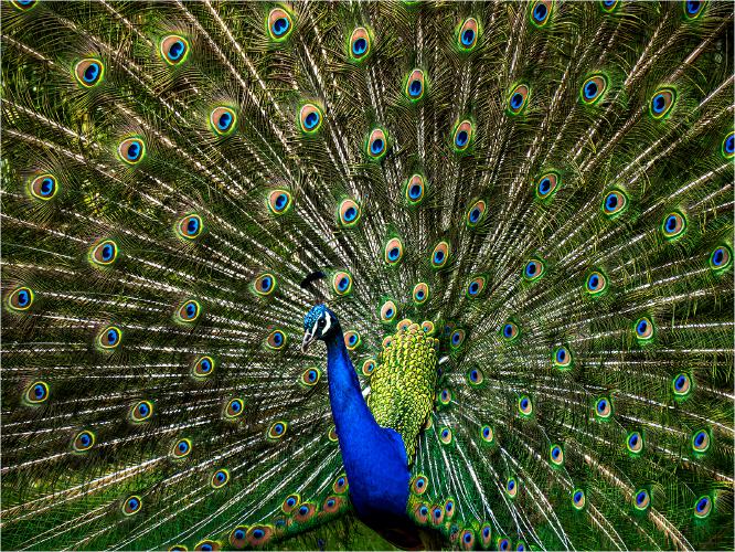 Natures Beauty - Jennifer Brett