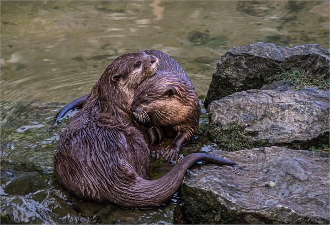 Otters Bonding - David Cross