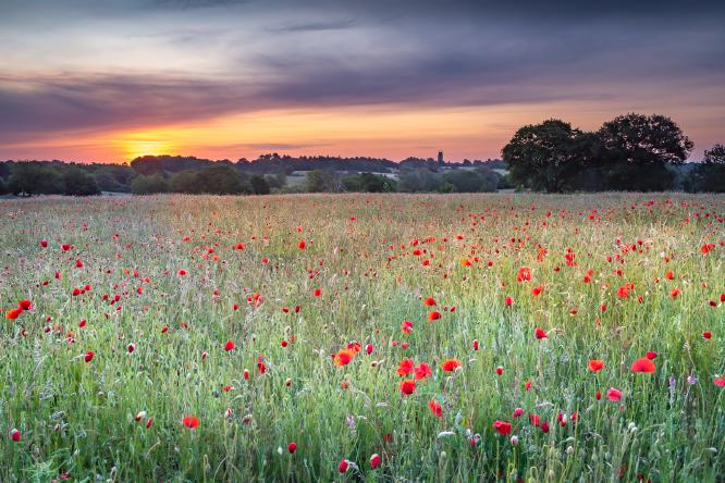 Poppies opening on a summer morning - Ian Carter