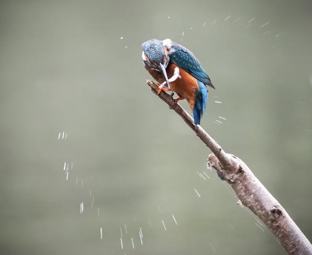 Preparing Dinner - Robert Farrow