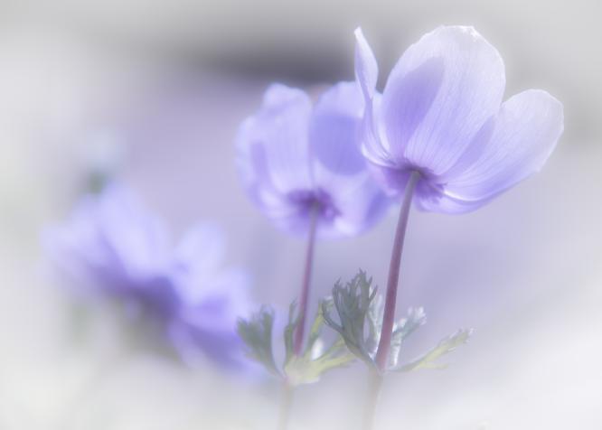 Purple Poppies - Kari Matthews