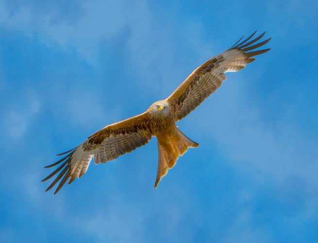 Red Kite - Mary Battye