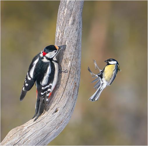 SURPRISED ON ARRIVAL - Chrissie Hart