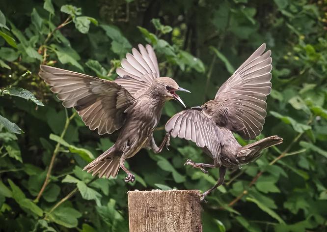 Sibling Quarrel - Robert Farrow