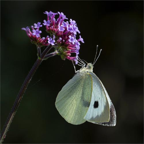 Small White Butterfly - Colin Brett
