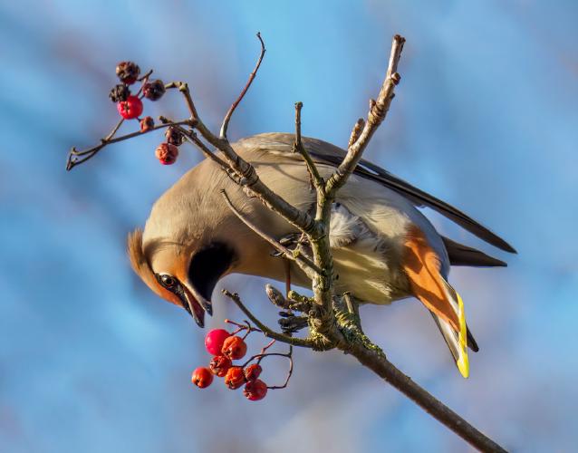 Waxwing Eating Rowan Berries - Jan Cross