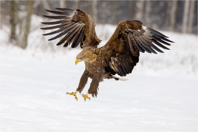 White tailed Sea Eagle coming into land - Derek Howes