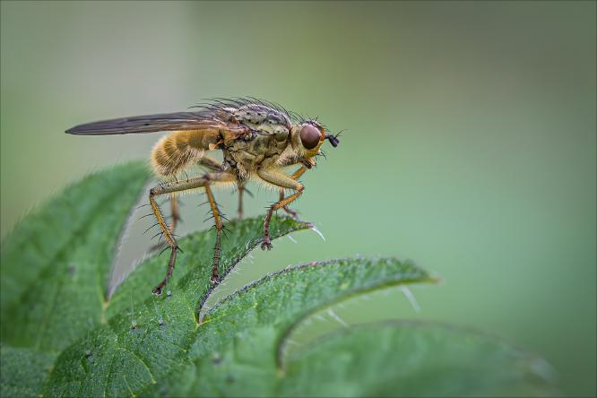 Yellow Dung Fly - Ben Heather
