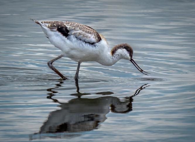 Young Avocet Feeding - Jan Cross