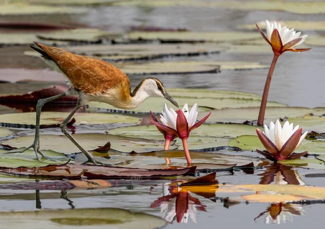 African Jacana Catching a Fly - Cheryl Wilkes