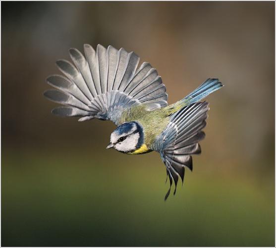 Blue Tit - Chris Aldred