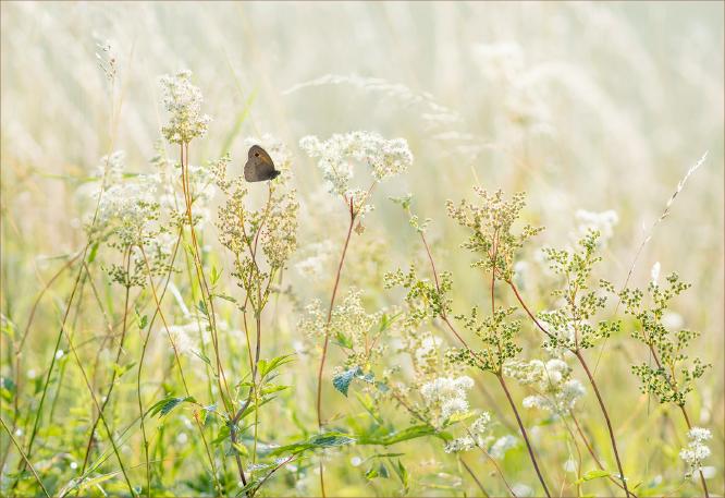 Butterfly Haven - Kate Jackson