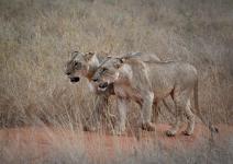 Naomi Foster - Early Morning Walk Tatia Hills Kenya