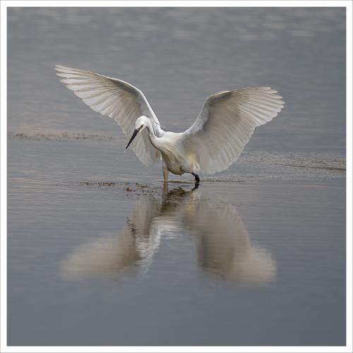Fishing Little Egret - Colin Brett