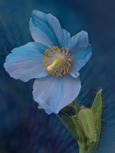Himalayan Blue Poppy - Mary Battye