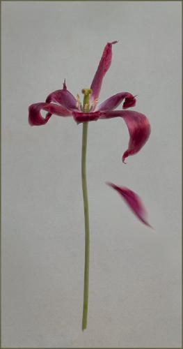 Petal's Descent - Nesta James