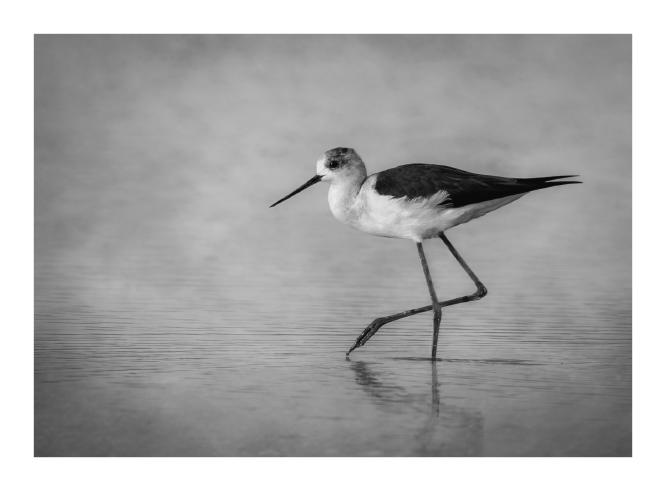 Black Winged Stilt - Naomi Foster