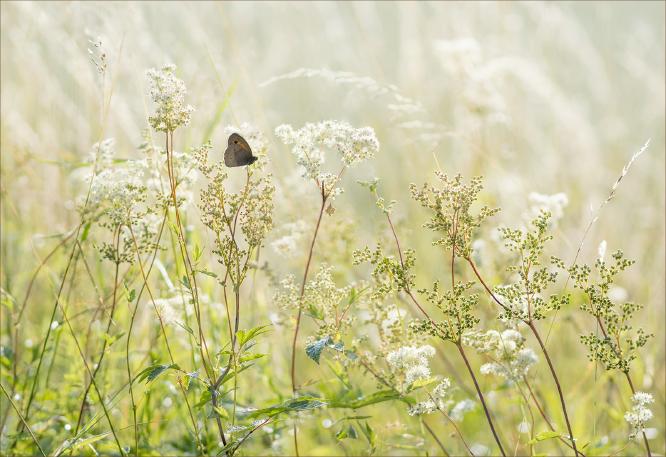 Butterfly Haven - Kate Jackson