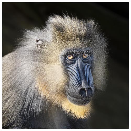 Mandrill caught in the light - Colin Brett