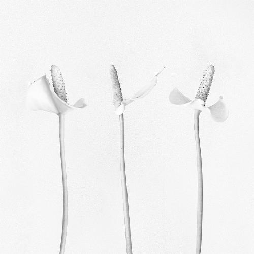 Peace Lilly's - Shaun Hykel