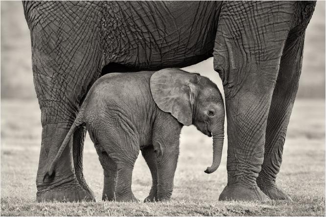 PROTECTION - Chrissie Hart