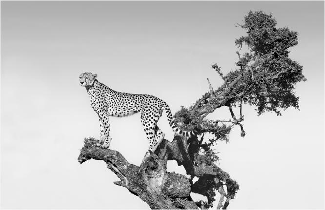 CHEETAH ON LOOKOUT - Chrissie Hart