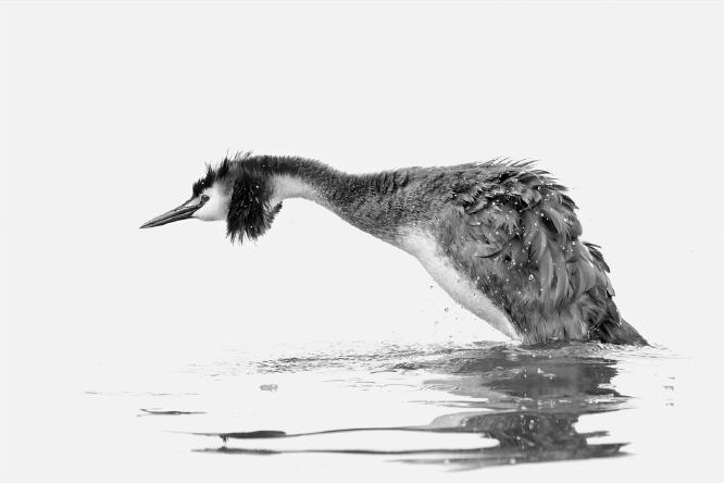 EMERGING GREAT CRESTED GREBE - Chrissie Hart