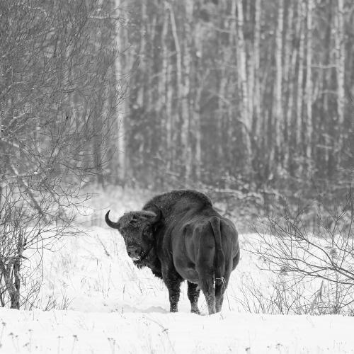 European Bison - Derek Howes