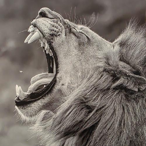 Lion that swallows the fly - Derek Howes