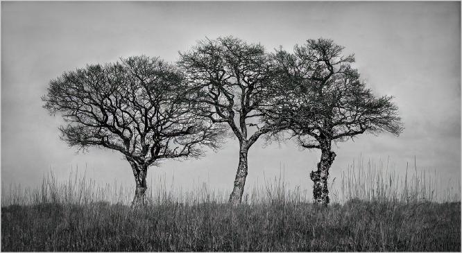 Trio Of Trees - Hilary Knight
