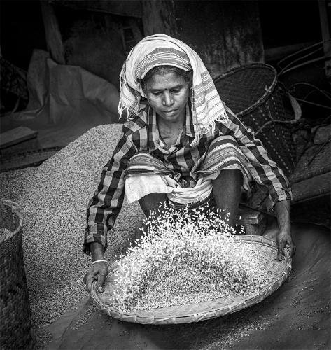 Winnowing Rice - Kate Jackson