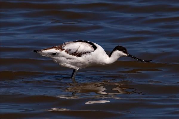 Avocet - Clare Carter