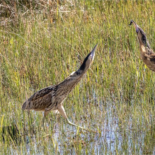Ian Carter - Bittern Lunch