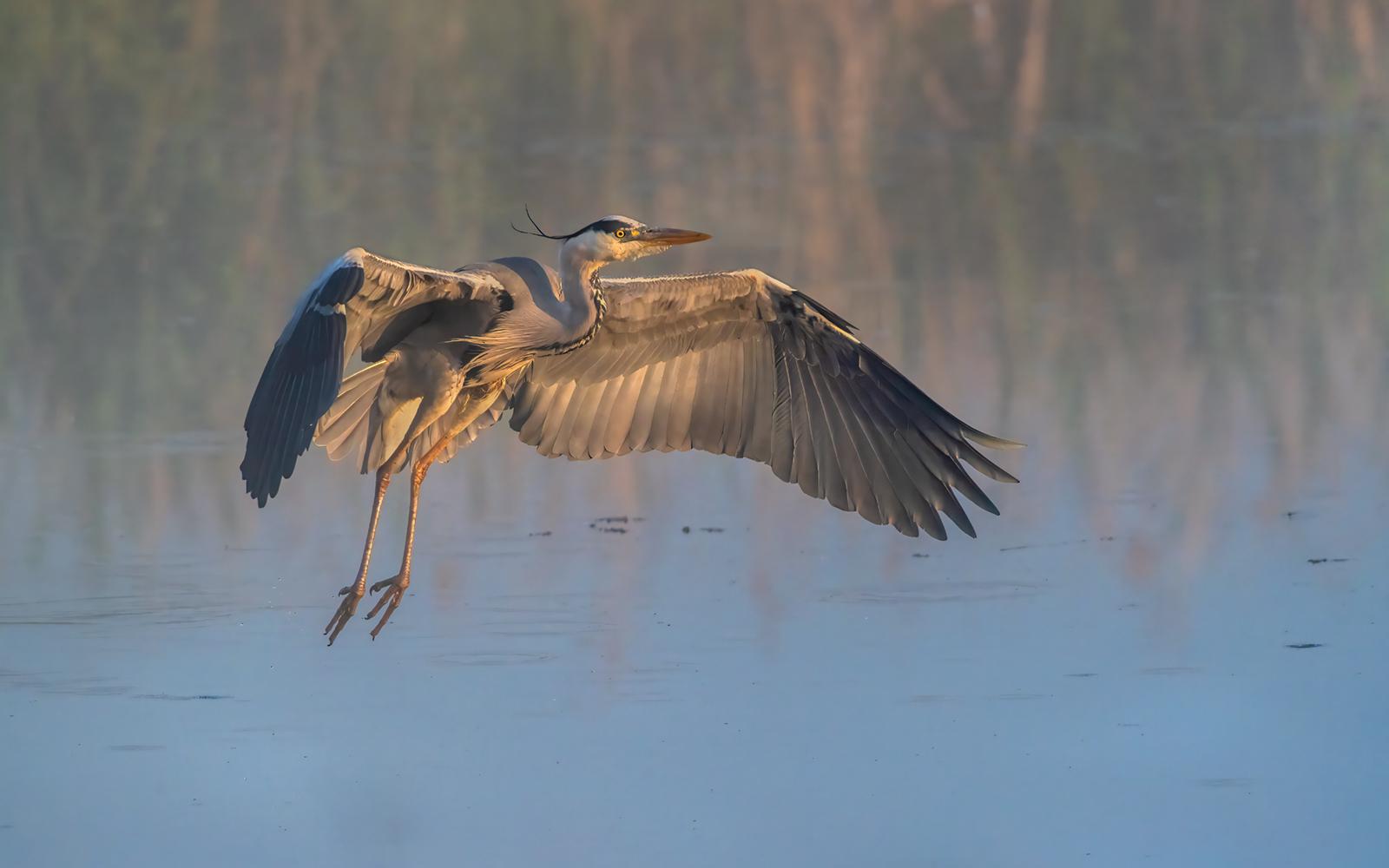 Grey Heron in flight - Andrew Bailey