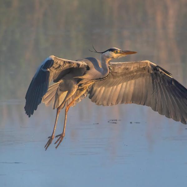 Andrew Bailey - Grey Heron in flight