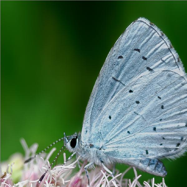 David Cross - Holly Blue Nectoring