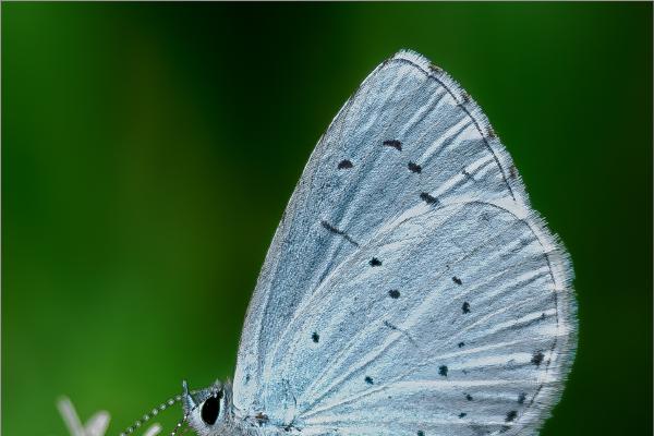 Holly Blue Nectoring - David Cross