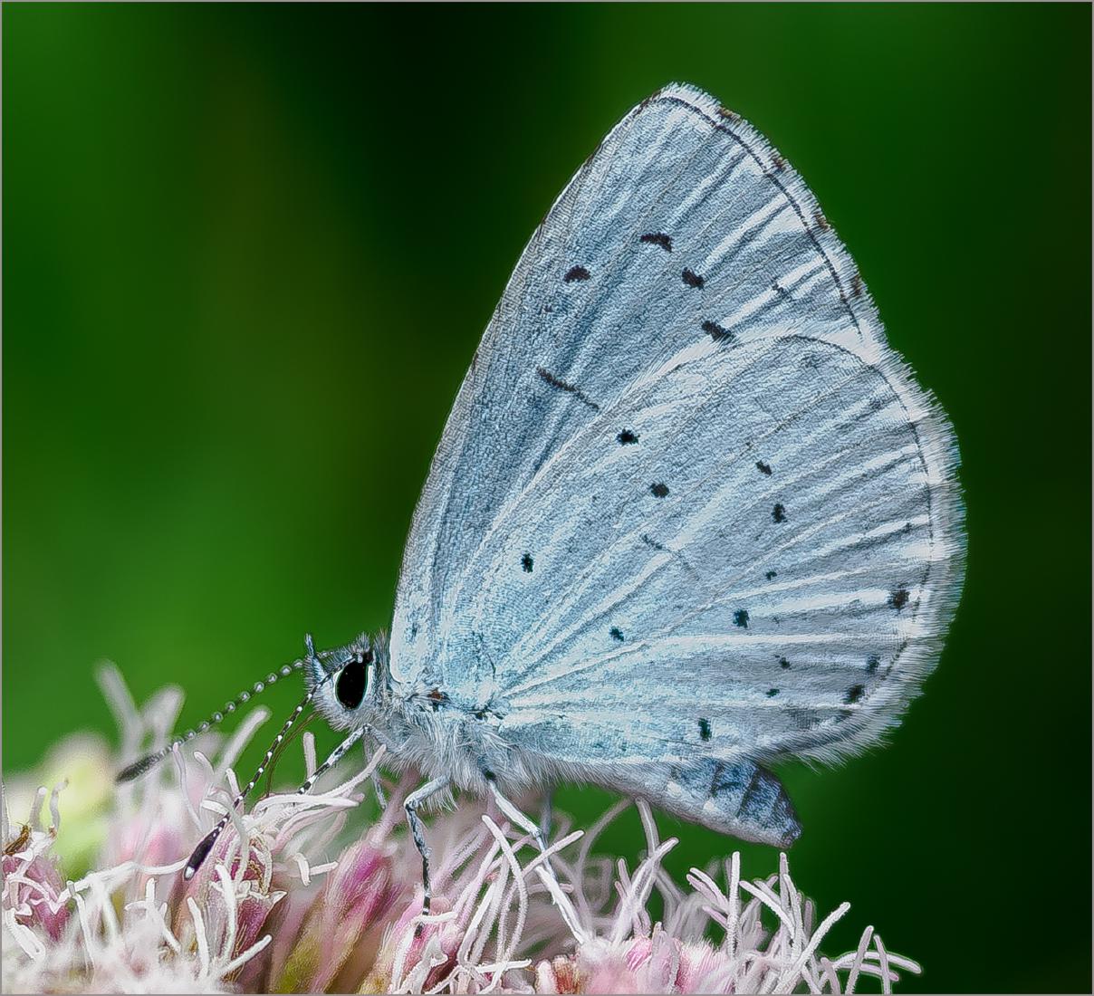 Holly Blue Nectoring - David Cross