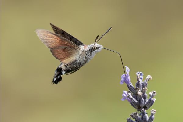 Humming Bird Hawk Moth feeding - Colin Brett