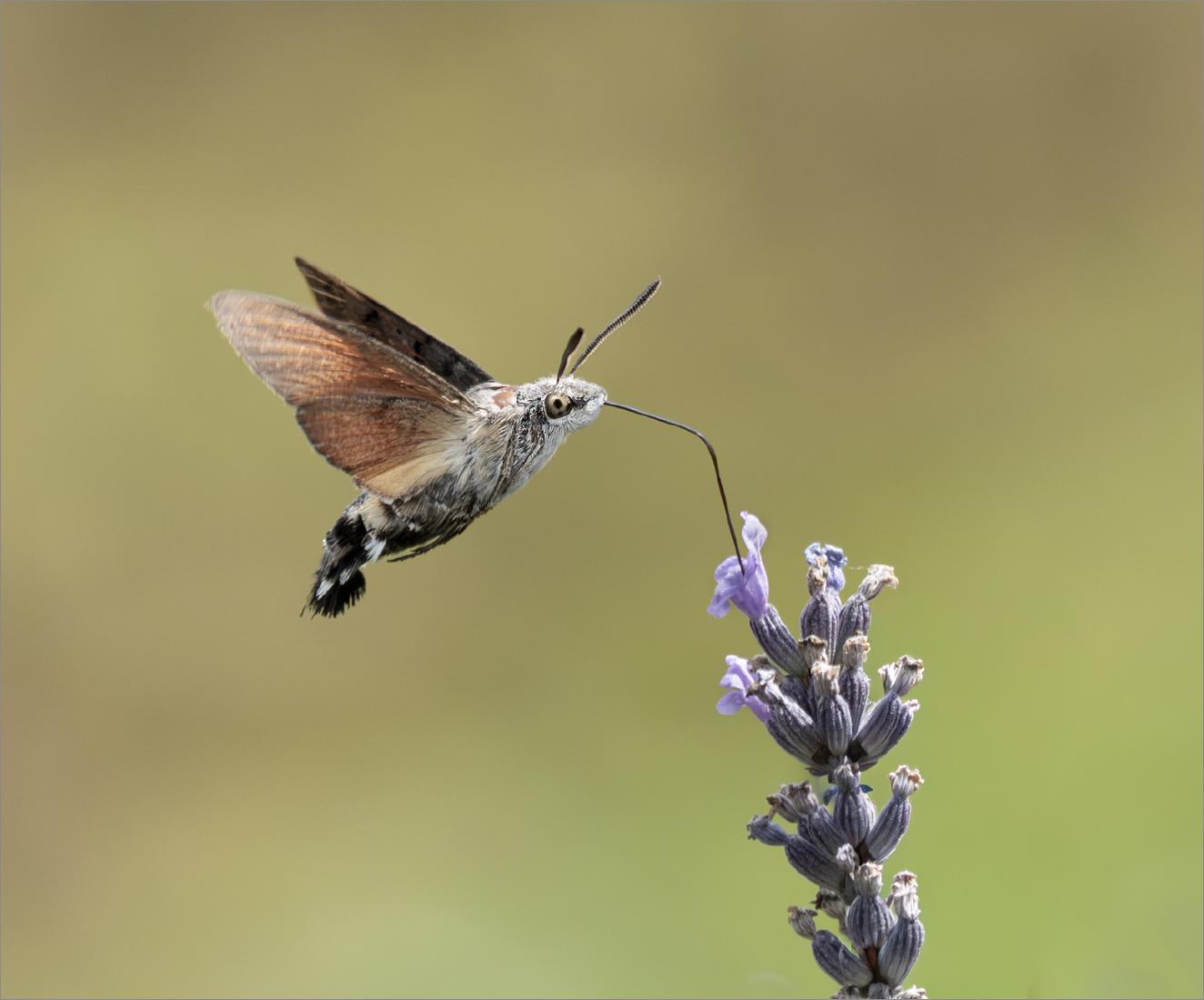 Humming Bird Hawk Moth feeding - Colin Brett