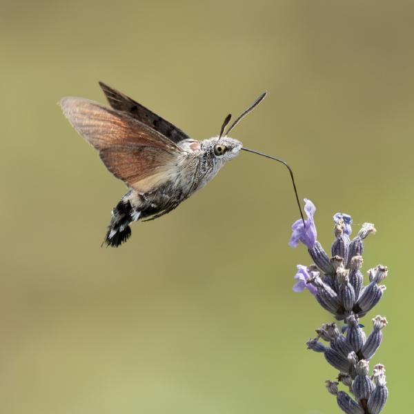 Colin Brett - Humming Bird Hawk Moth feeding