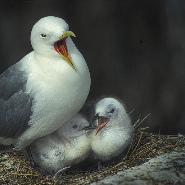 Colin Westgate - Kittiwake with Chicks