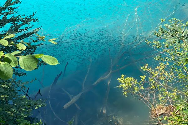 Lakeland Fish nursery - Katherine Bailey