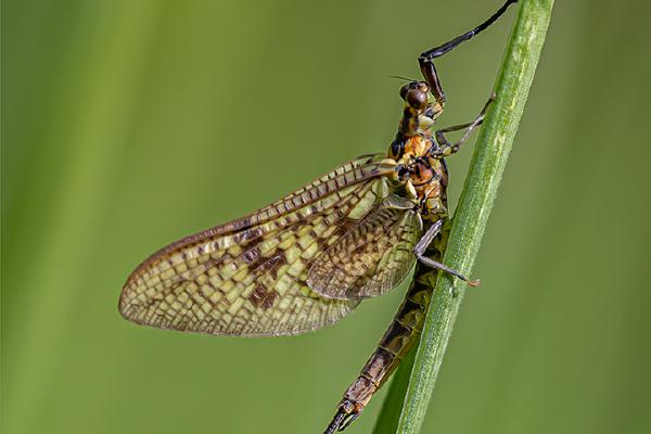 Mayfly Perching - Ben Heather